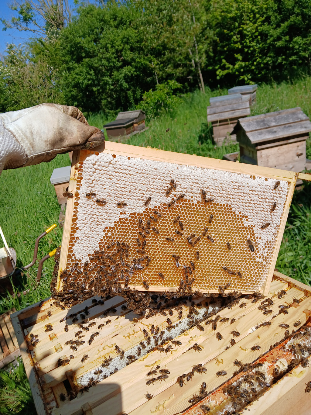Natural Irish honey