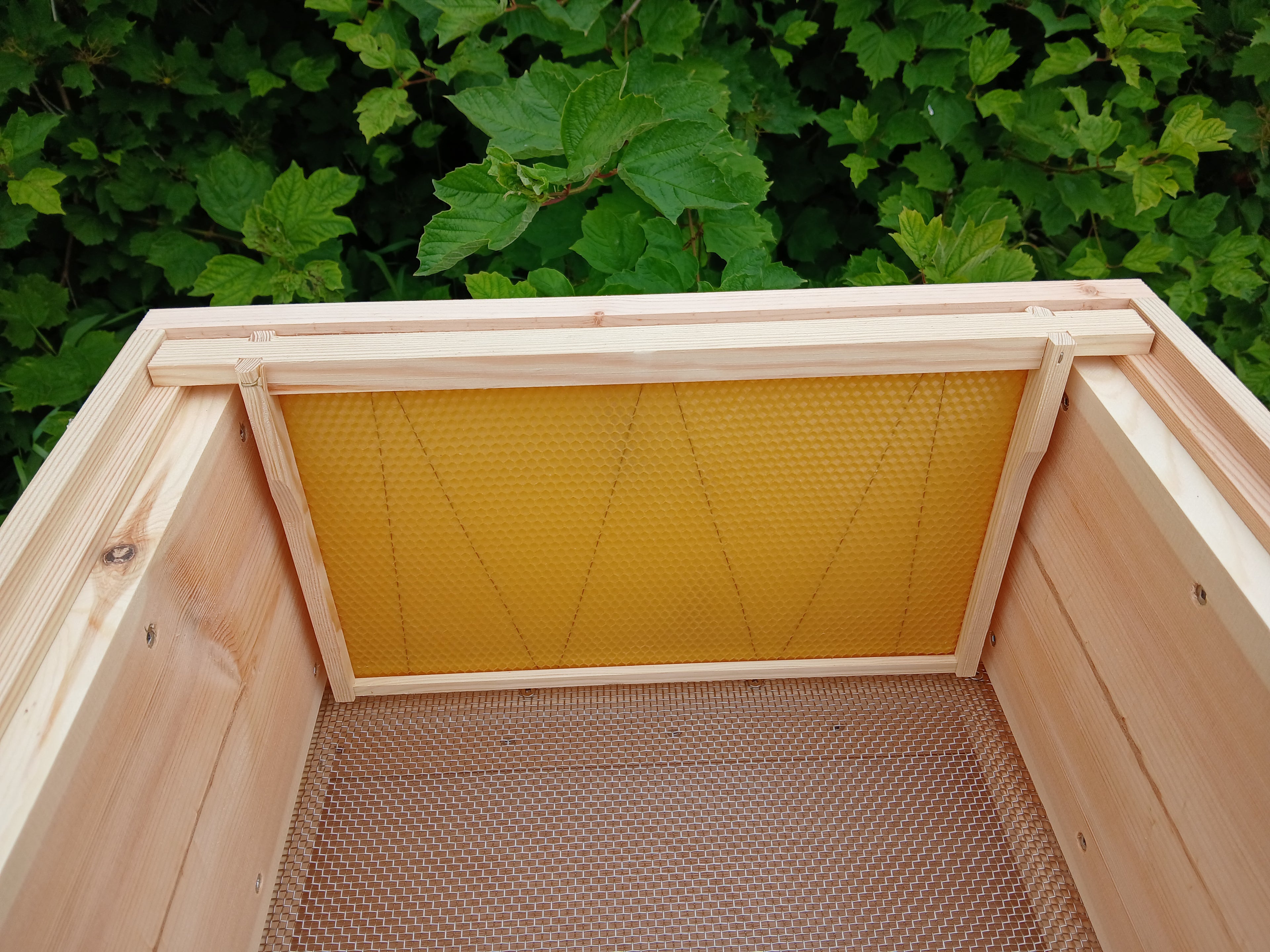 National beehive Pine