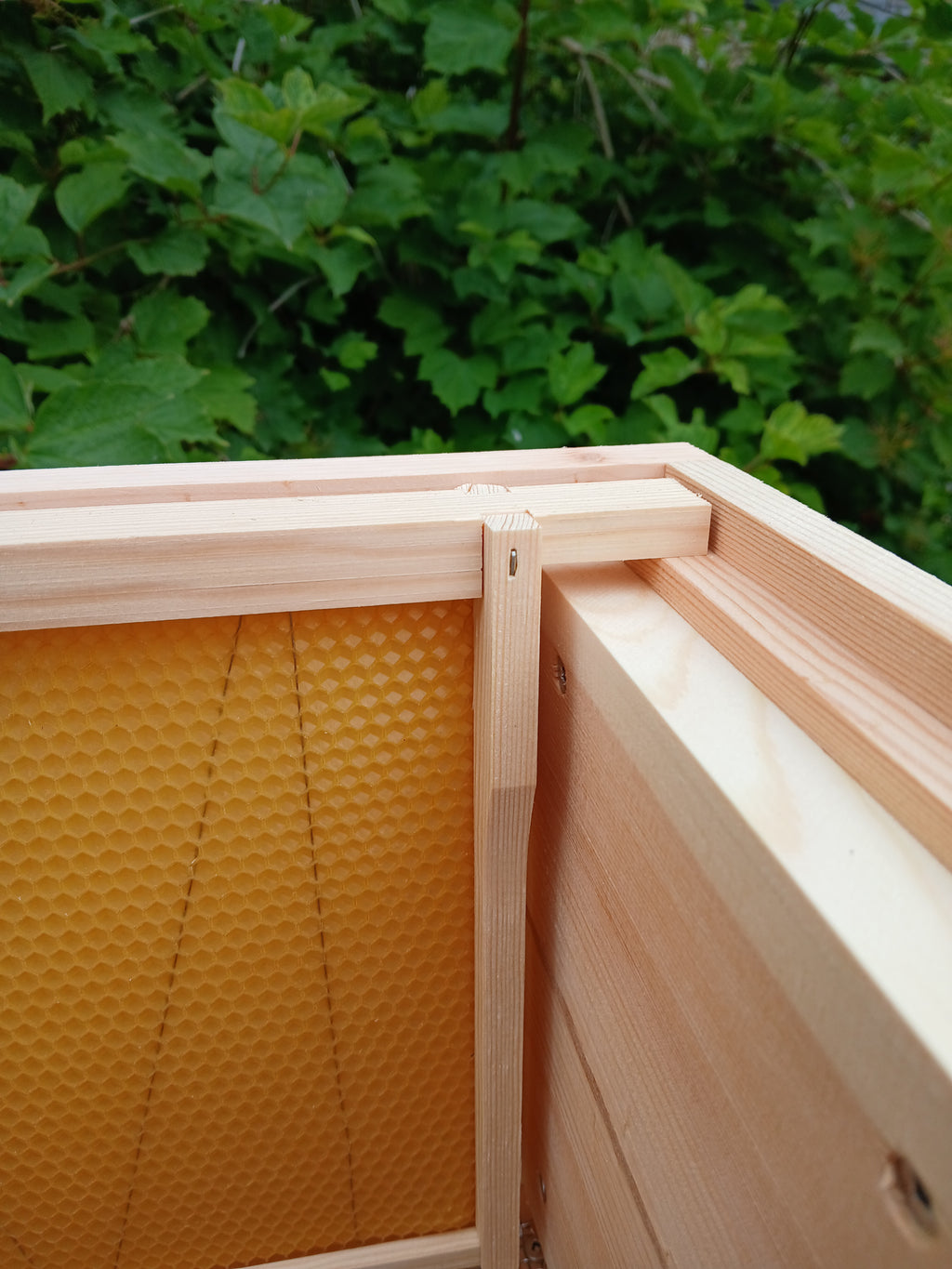 National beehive Pine