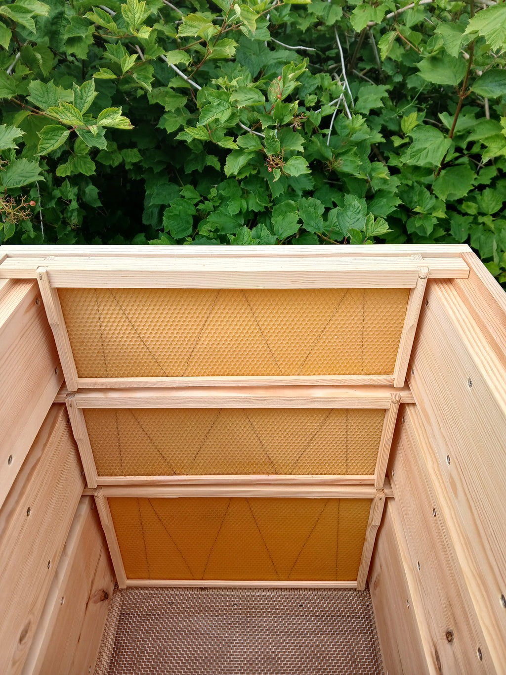 National beehive Pine